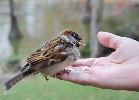 sparrow sitting on the palm on a man