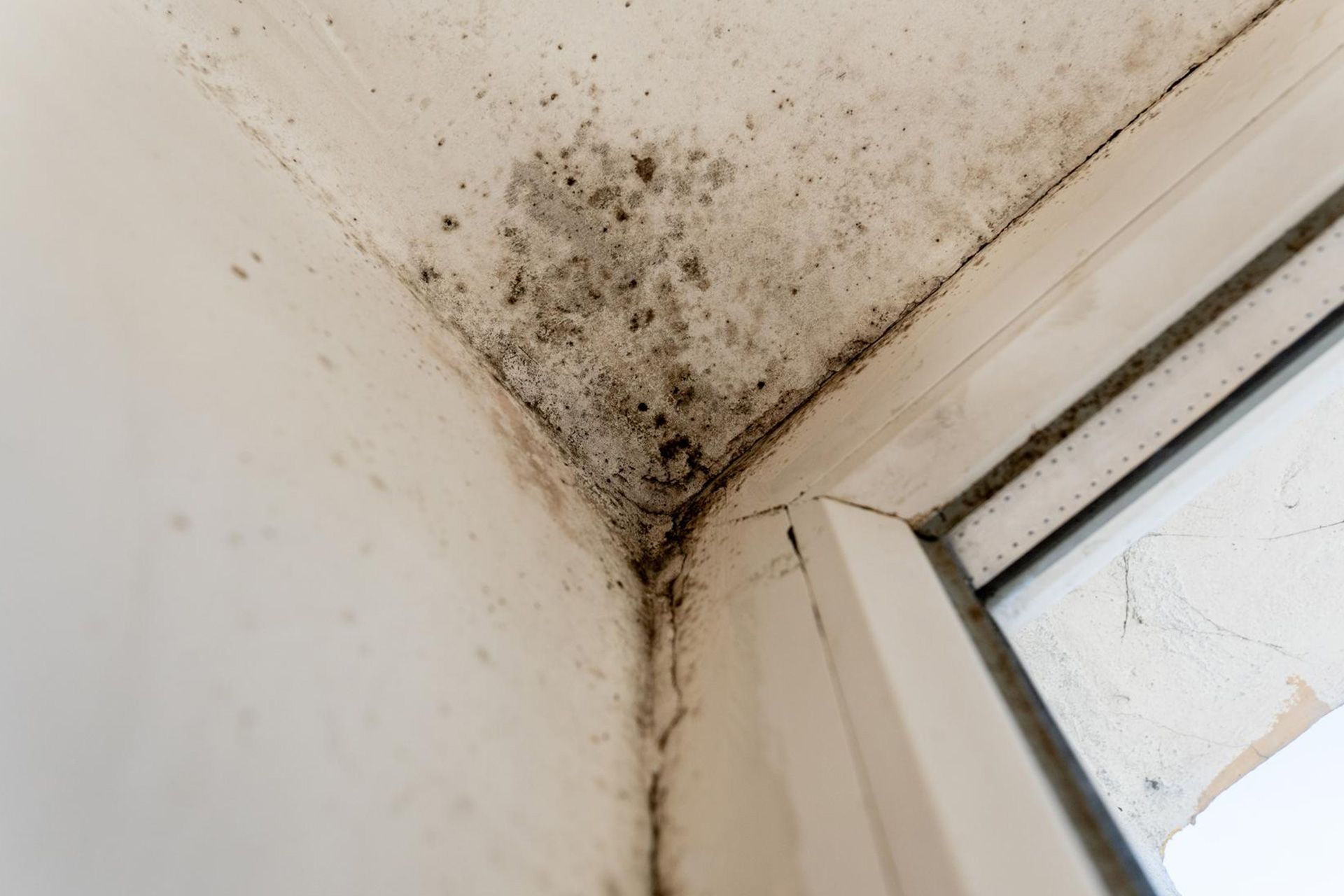 Inspecting mold before home purchase