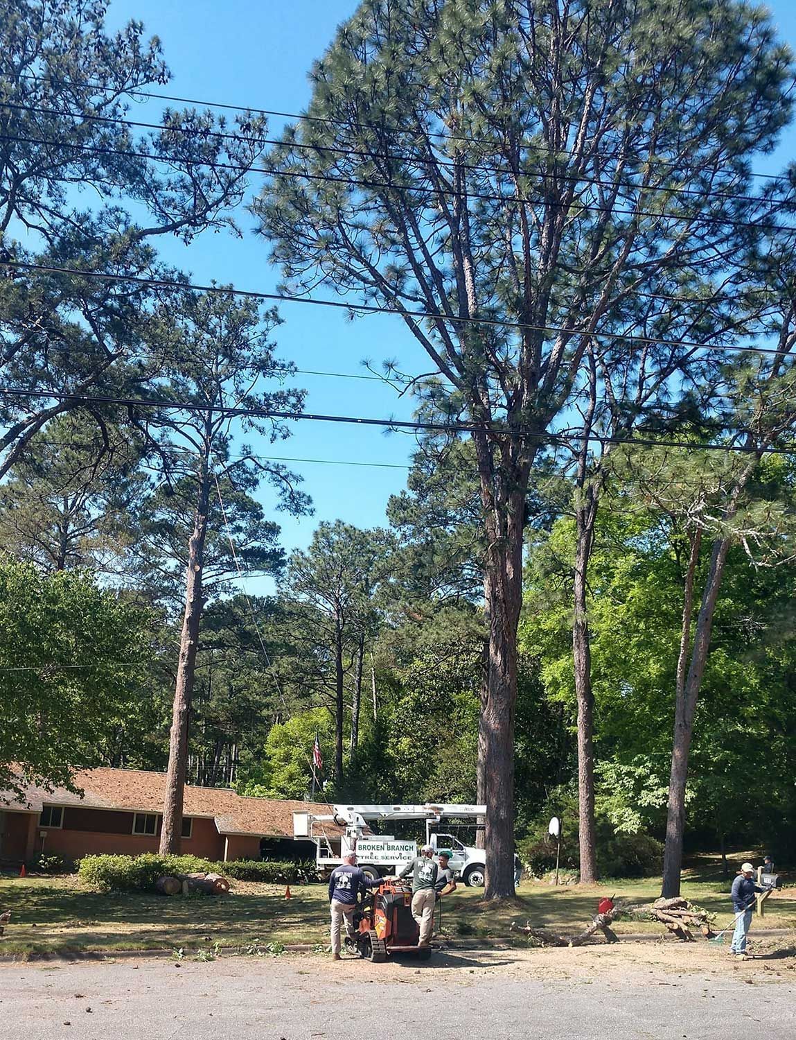 Tree Removal Process — Smiths, AL — Broken Branch Tree Service LLC