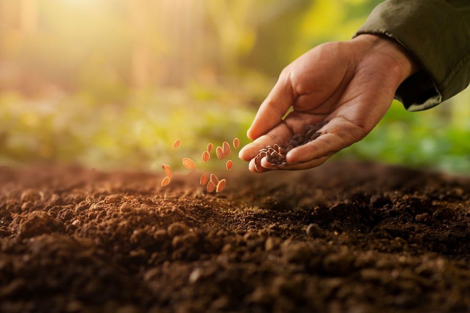 A person is planting seeds in the soil.