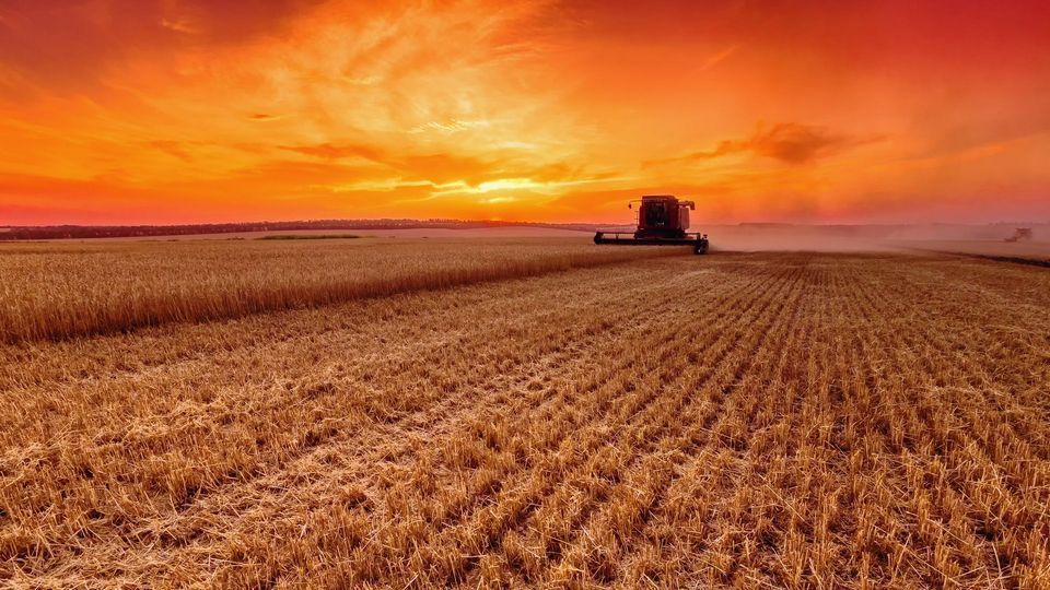 A combine harvester is working in a wheat field at sunset.