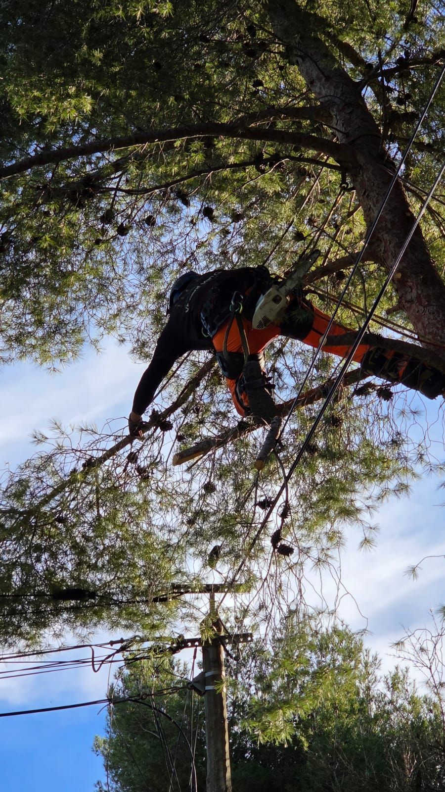 Un arboriste en pantalon orange grimpe à un arbre et coupe des branches. La lumière du soleil filtre à travers les branches.