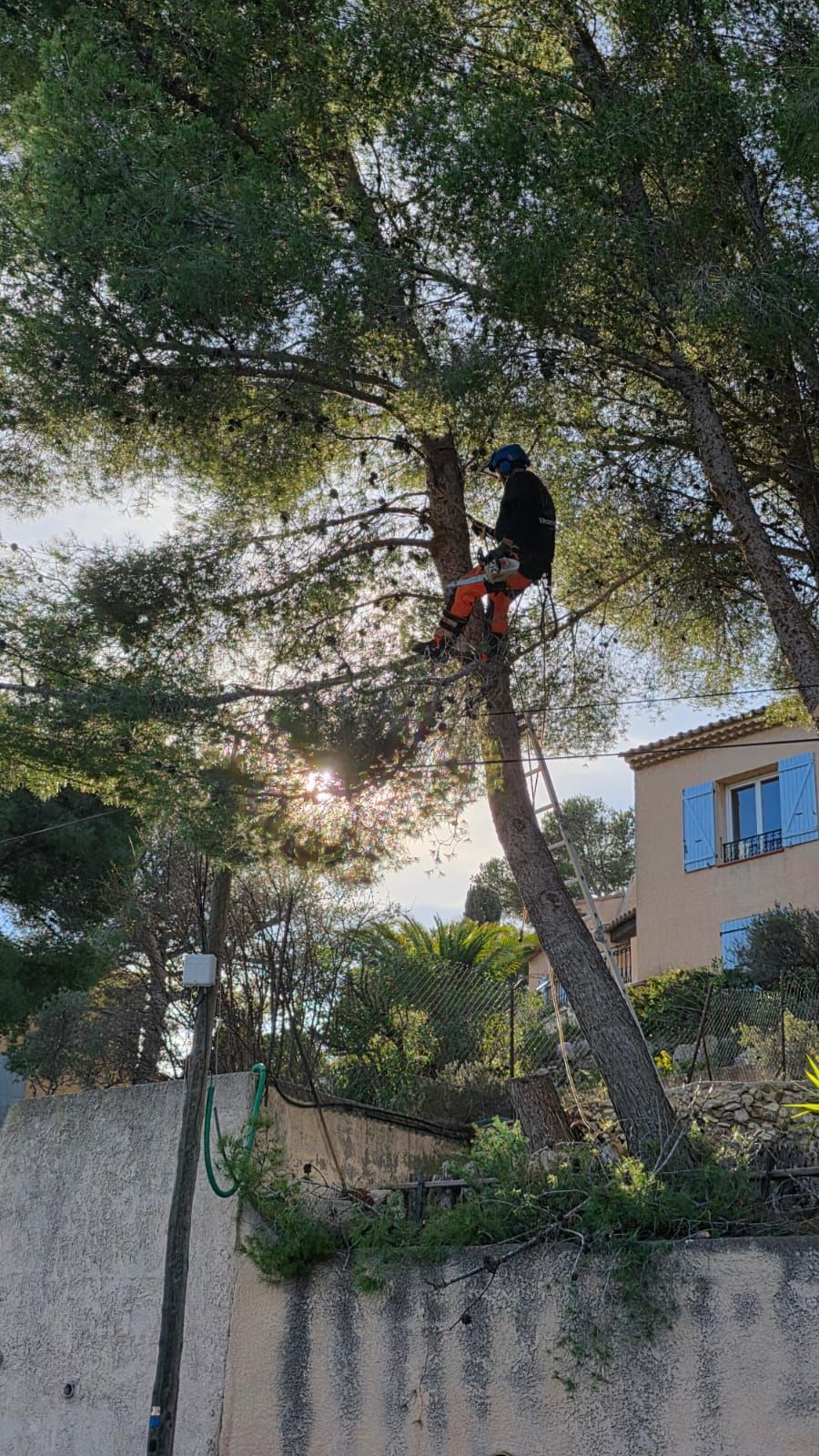 Arboriste dans un arbre, coupant des branches à la scie. Équipement de sécurité orange. Soleil filtrant à travers les feuilles près d'un bâtiment.
