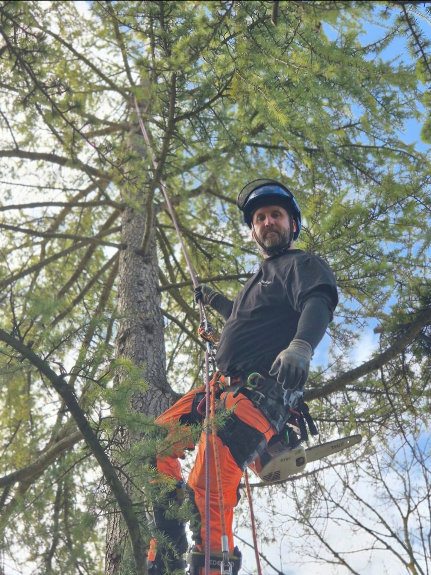 Arboriste dans un conifère, portant un équipement de sécurité et tenant une tronçonneuse. Pantalon orange et chemise foncée.
