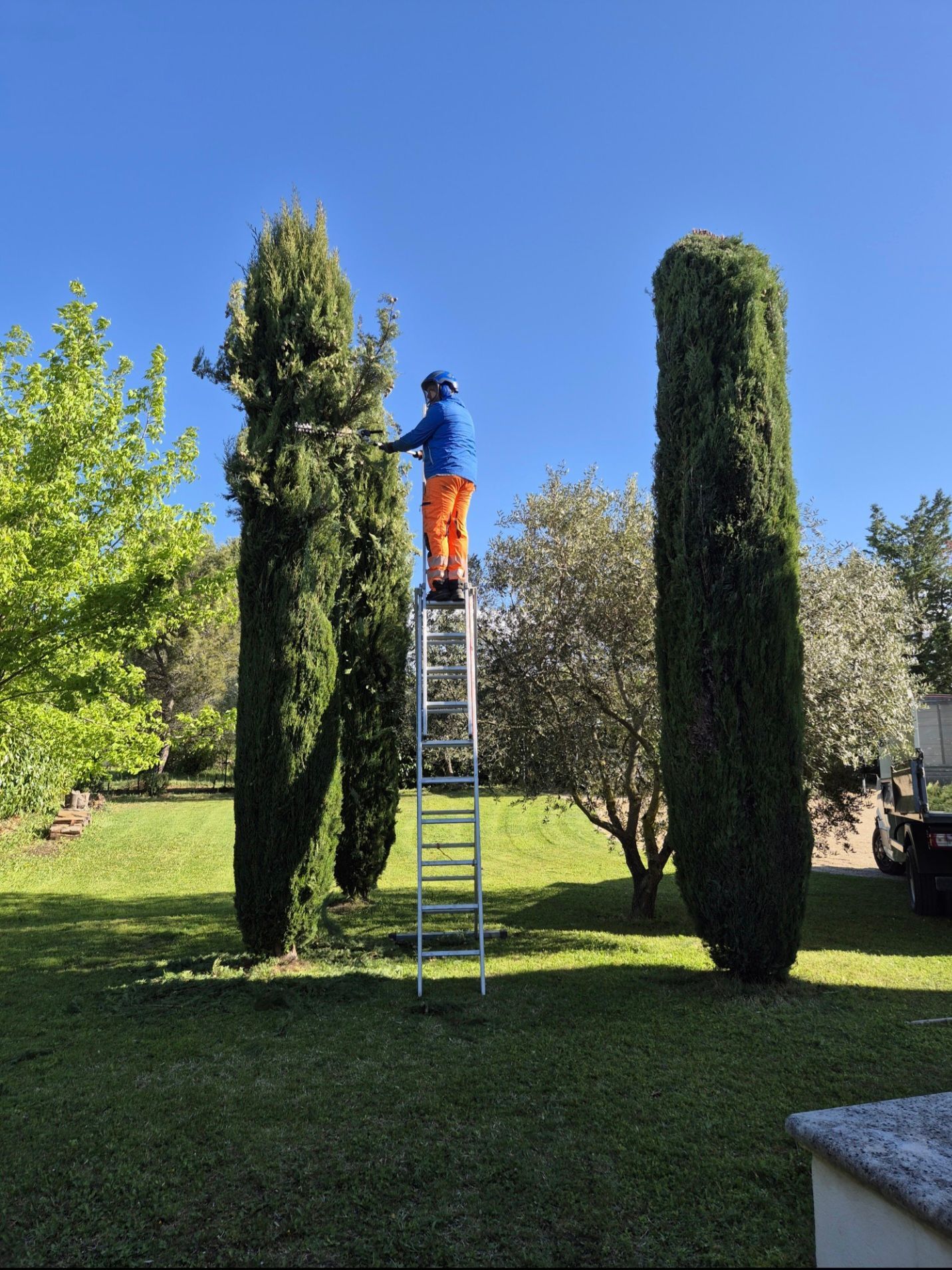Une personne sur une échelle taille un grand cyprès dans une cour ensoleillée.