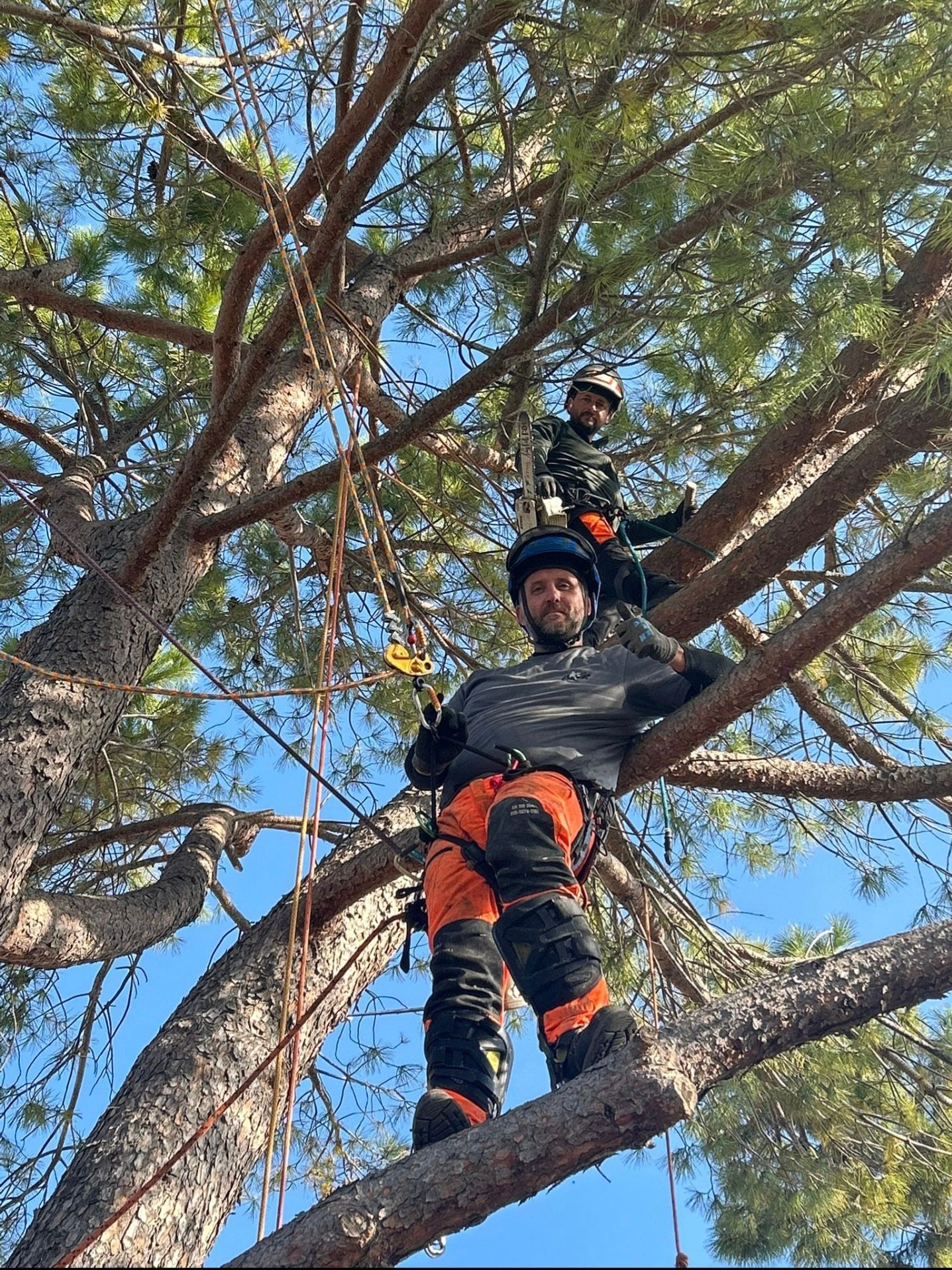 Deux grimpeurs dans un arbre ; l’un est assis et fait des gestes, l’autre est debout. Ils portent des équipements de sécurité.