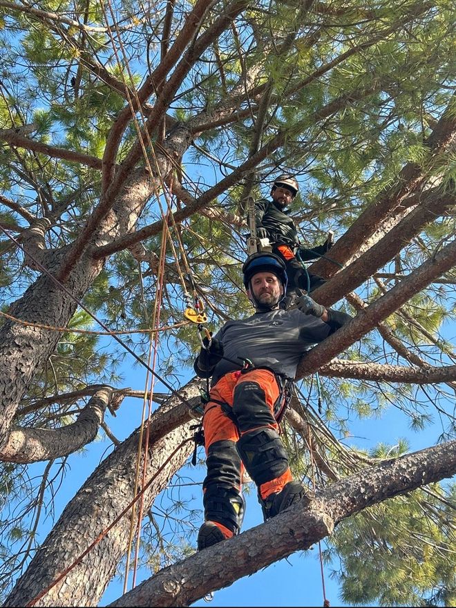Deux grimpeurs dans un arbre ; l’un est assis et fait des gestes, l’autre est debout. Ils portent des équipements de sécurité.