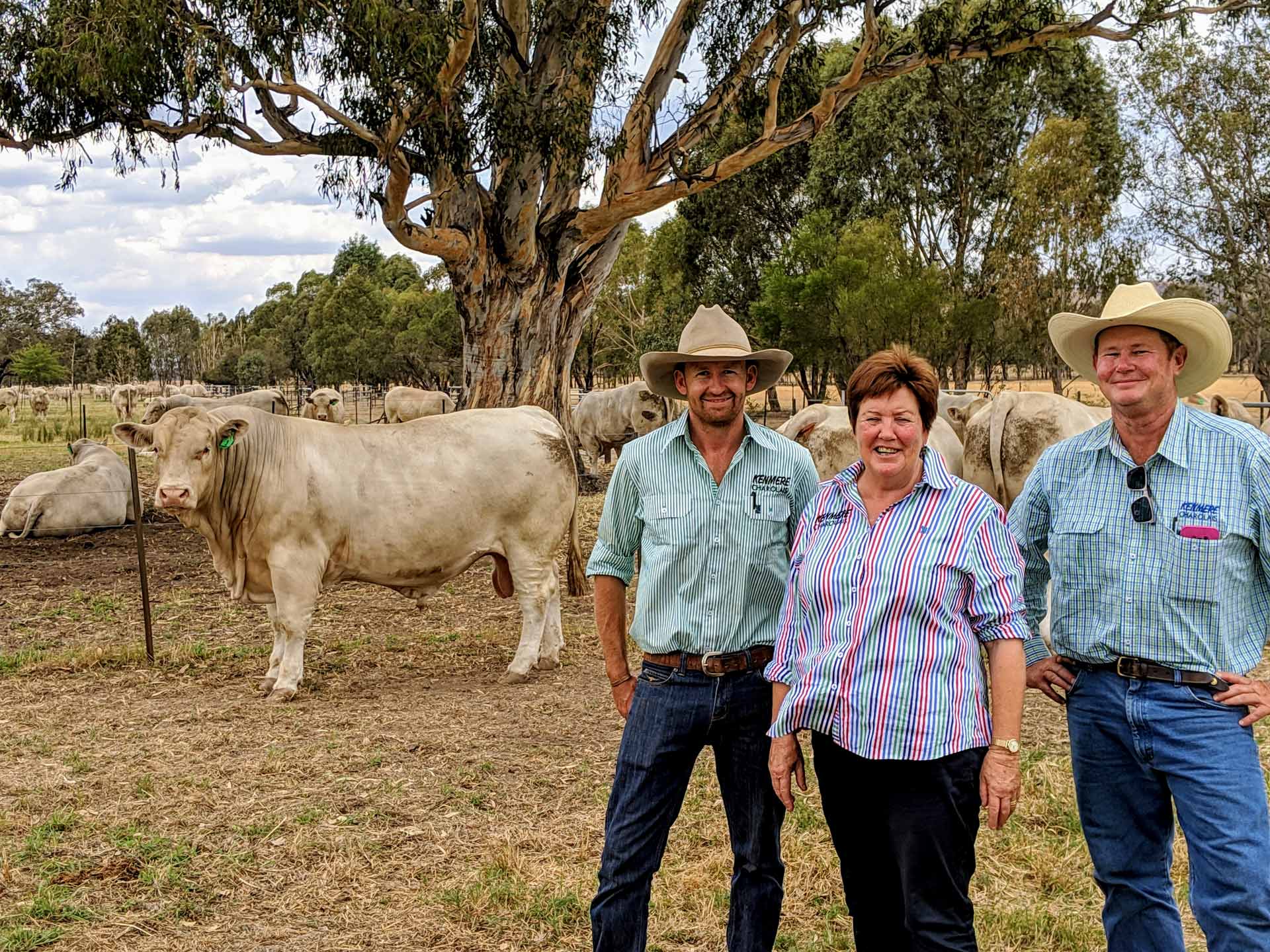 people with cows