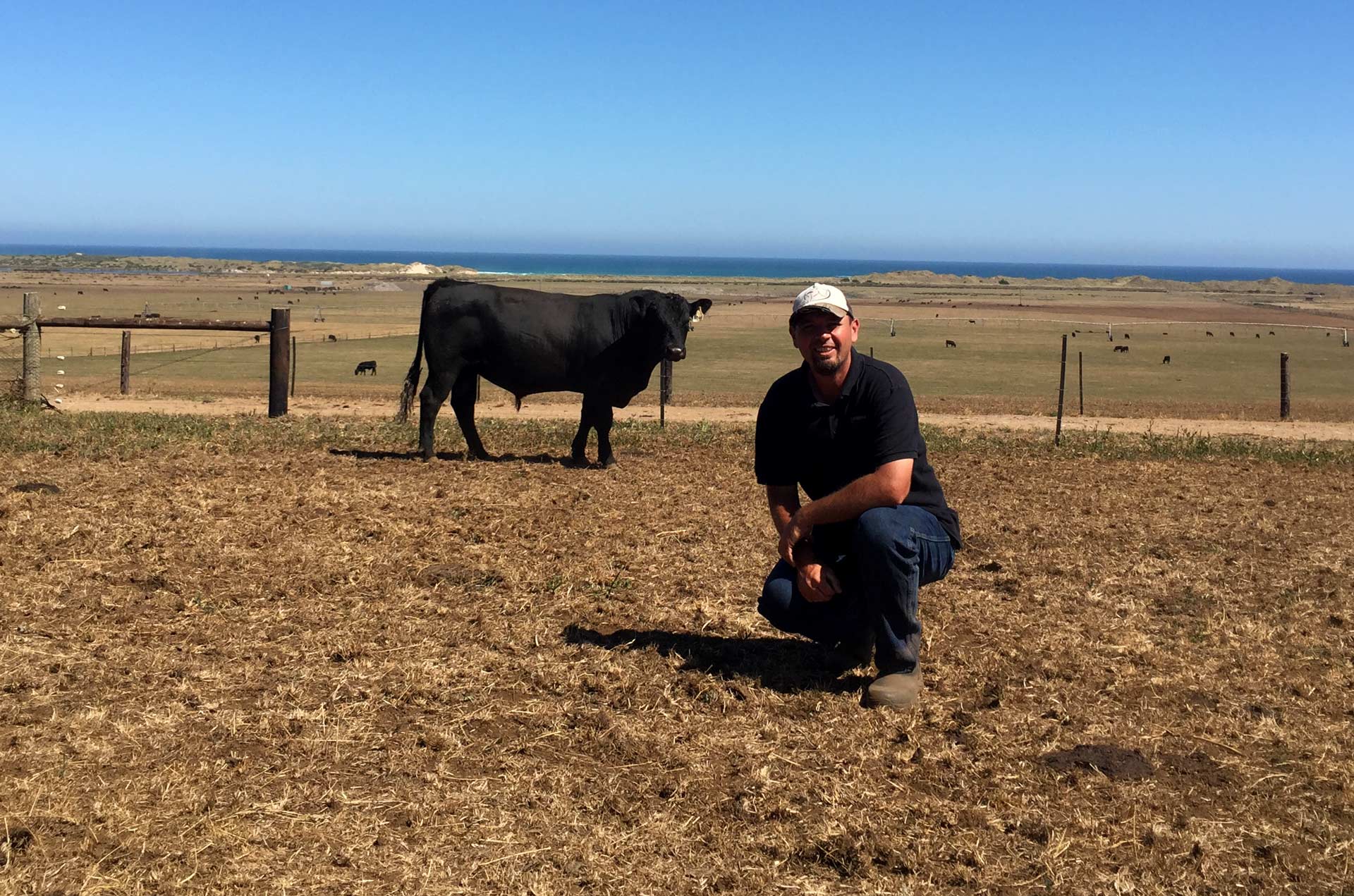 man and cow