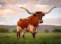 A brown and white Texas Longhorn with long, curved horns stands in a grassy field under a cloudy sky.
