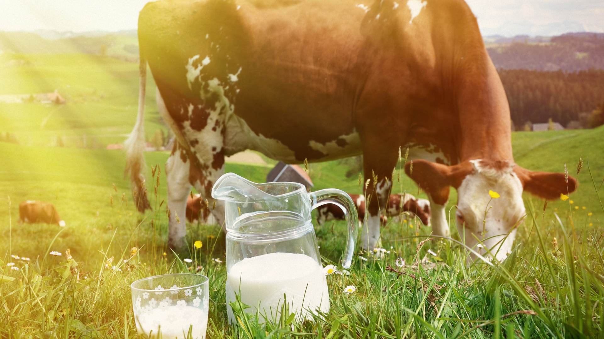 A cow is grazing in a field next to a pitcher of milk.
