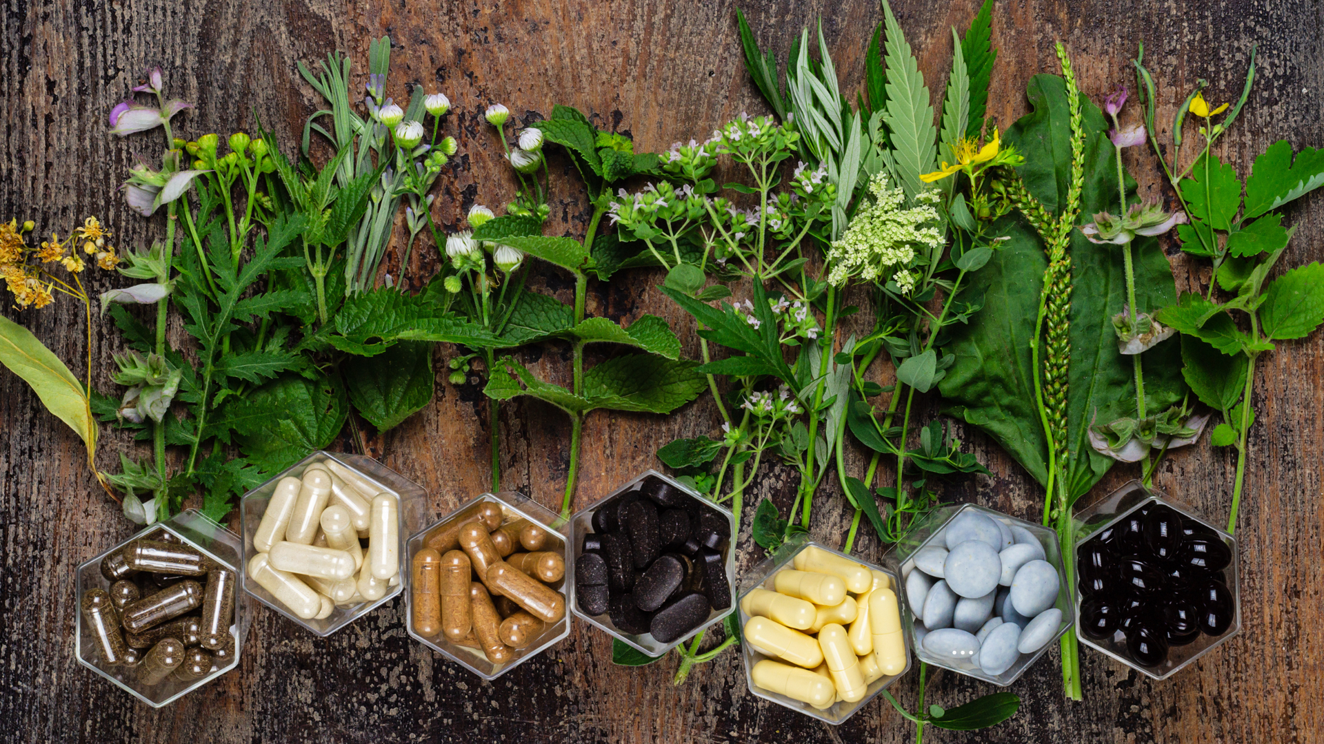 There are many different types of herbs and pills on the table.