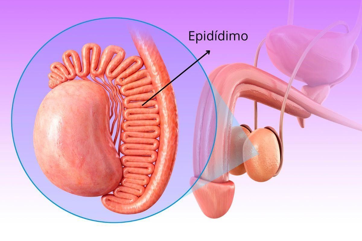 epididimite-causas-dr-antonio-rocha-junior-urologista-teresina-piaui