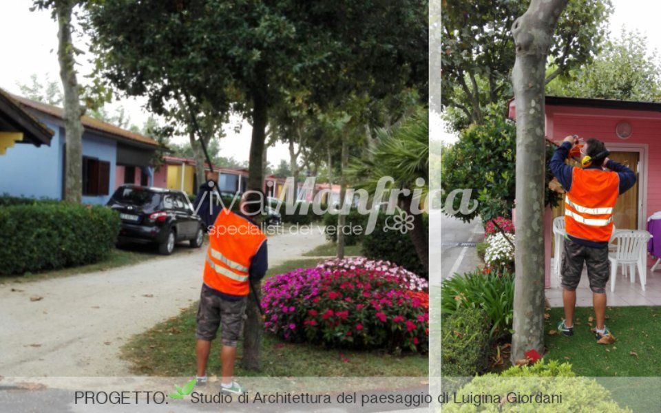 potatura di alberi