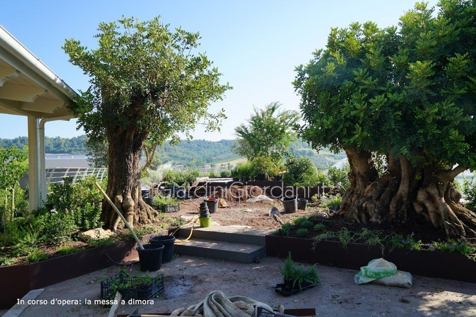 giardino collinare con carrubi e ulivi