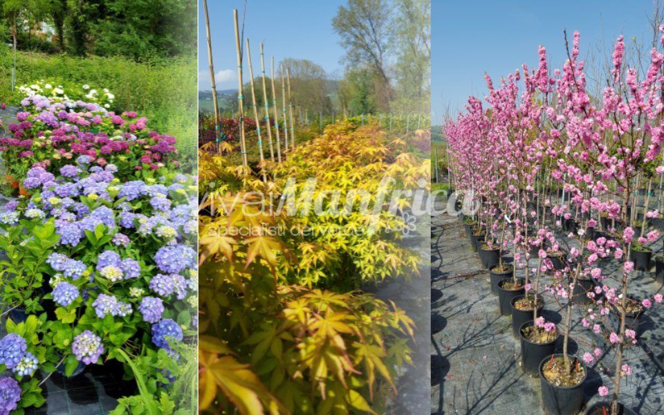 ortensie ed altre piante da giardino