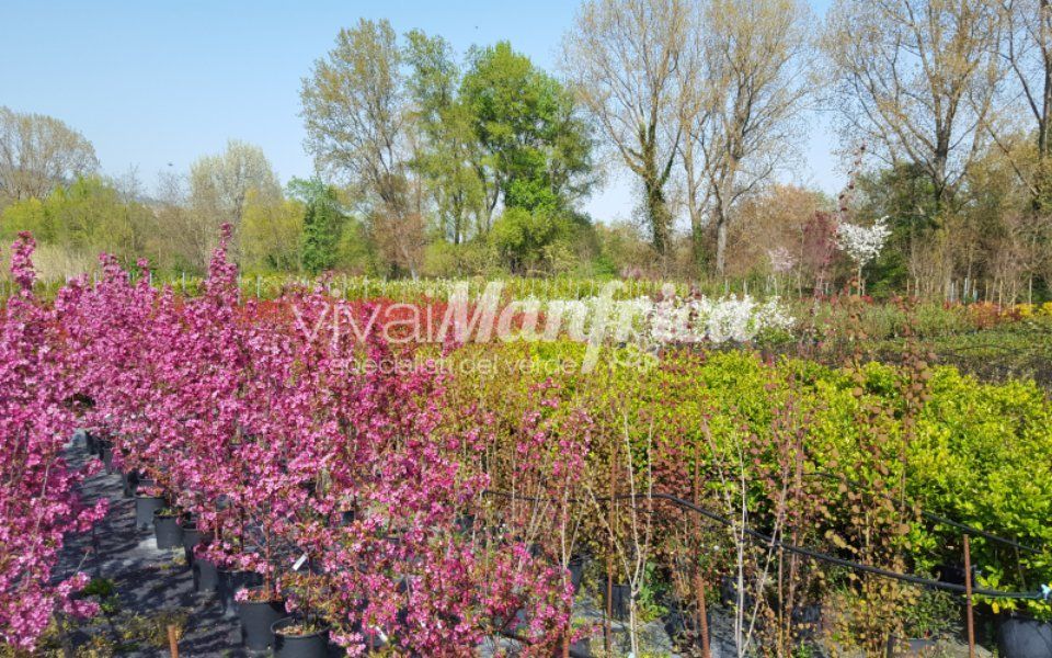 piante rampicanti in vivaio