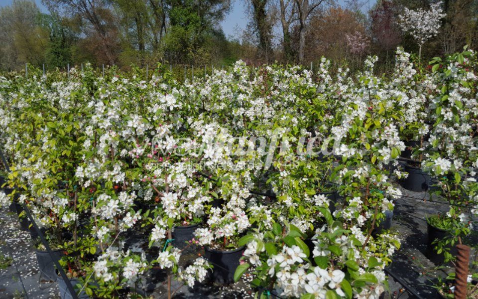pianta rampicante varietà plumbago