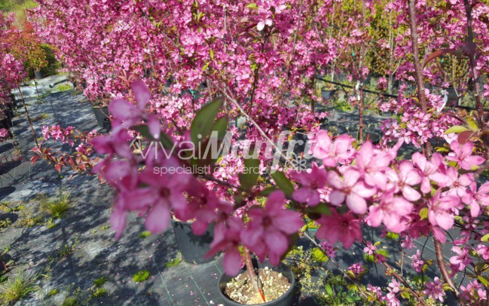 pianta rampicante con fiore rosa