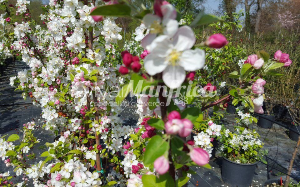 pianta rampicante con fiore bianco