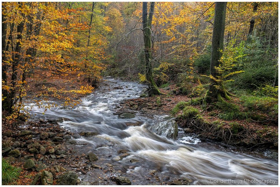 A fast-flowing stream in a forest, surrounded by trees with autumn leaves in shades of yellow and brown.