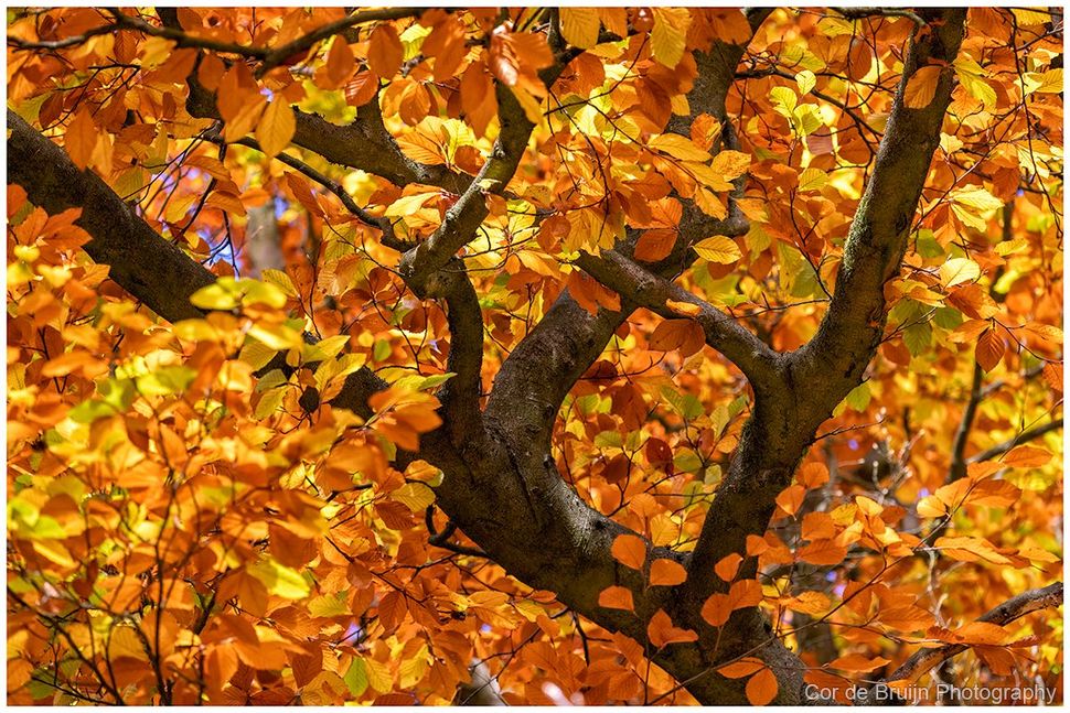 Tree with brown bark and vibrant orange and yellow fall leaves.