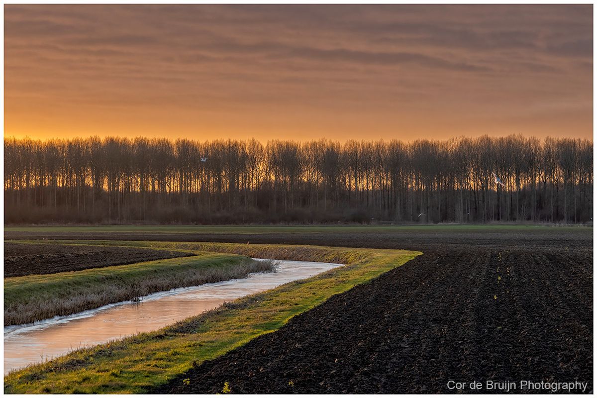 Sunset over plowed fields, with a tree line in the distance and a water channel reflecting the golden light.