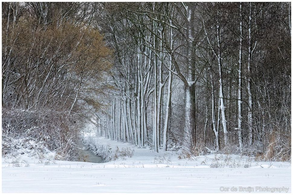 Snowy forest path lined with tall, bare trees; winter landscape.