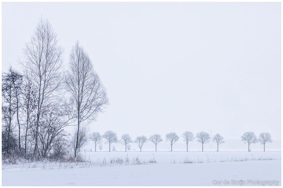 Snow-covered field and line of bare trees on a gray, overcast day.