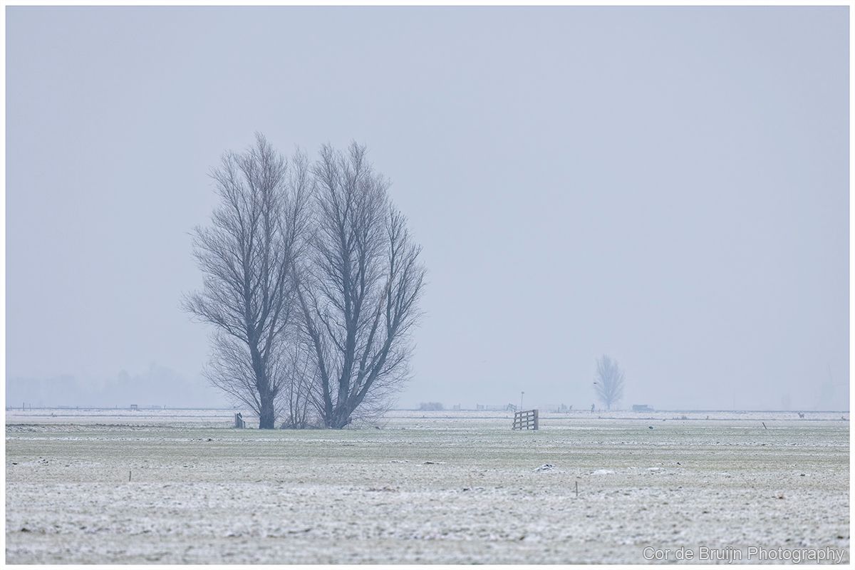 Bare trees stand in a snow-covered field under a gray, overcast sky.