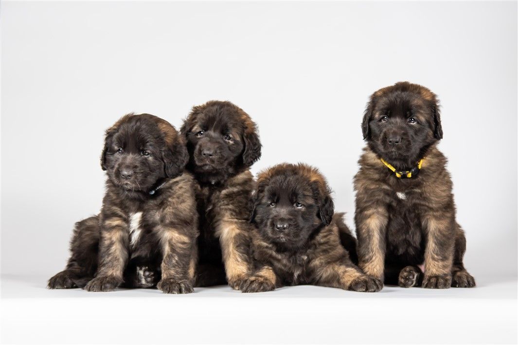 Leonberger pups te koop