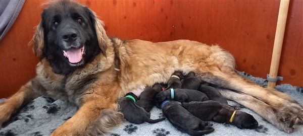 Leonberger pups verwacht november 2024