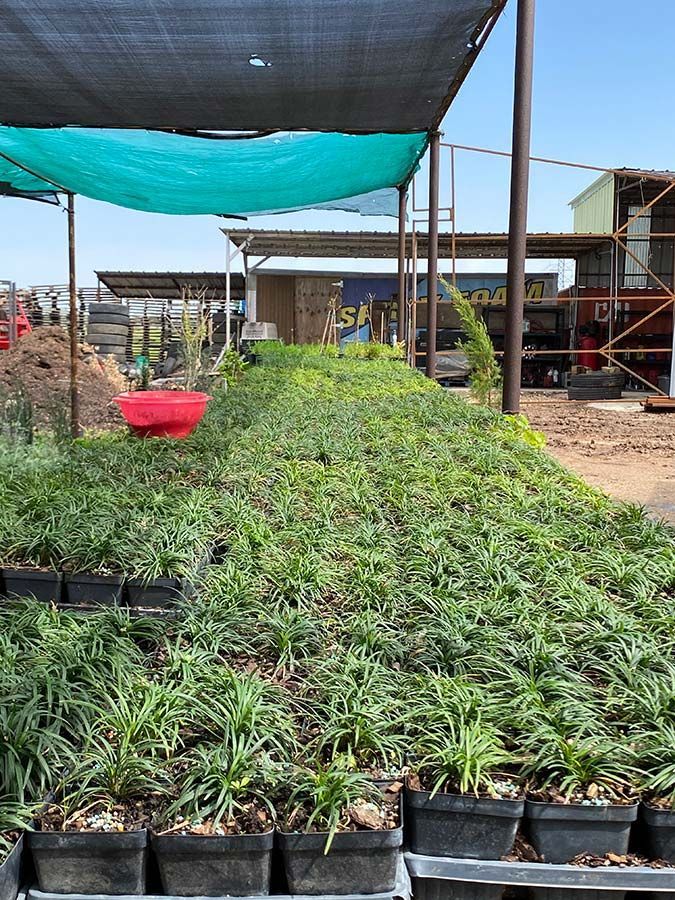 A bunch of potted plants are sitting under a shade.