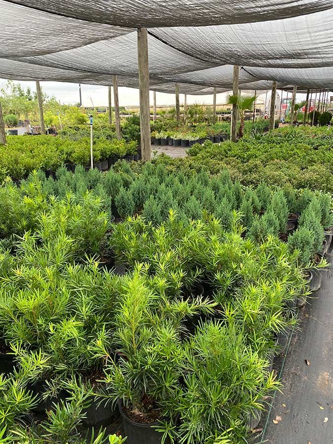A greenhouse filled with lots of potted plants under a shade net.