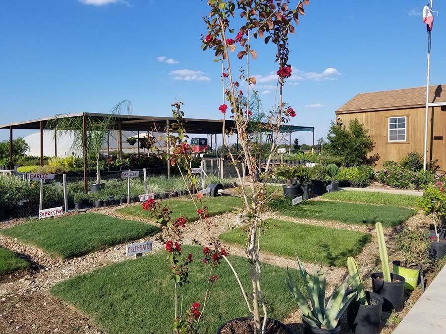 A garden with lots of plants and a house in the background.