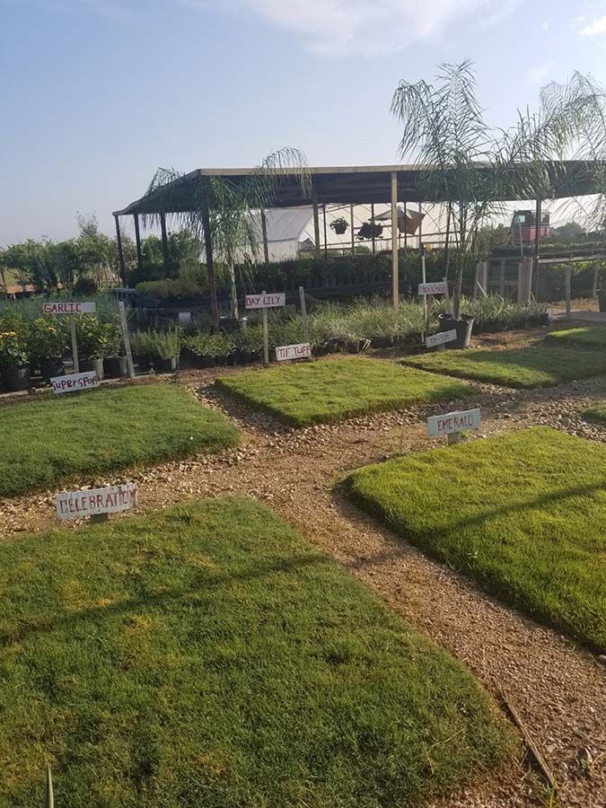 There are many different types of grass in this garden.