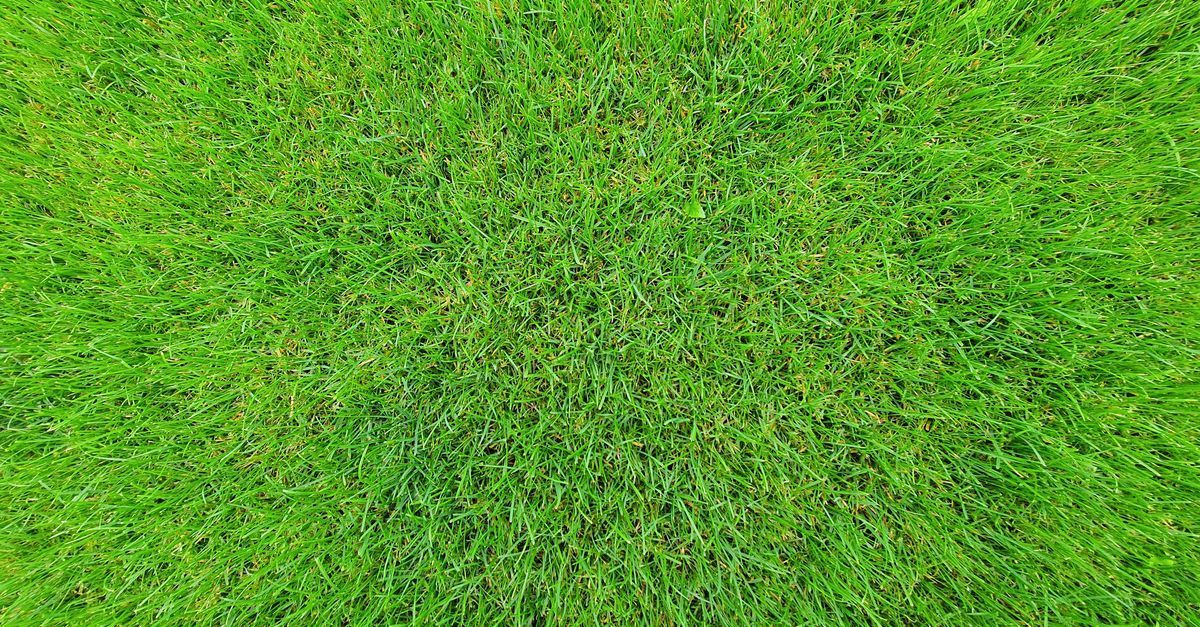 Houston-area yard divided into measured sections beside pallets of fresh sod.