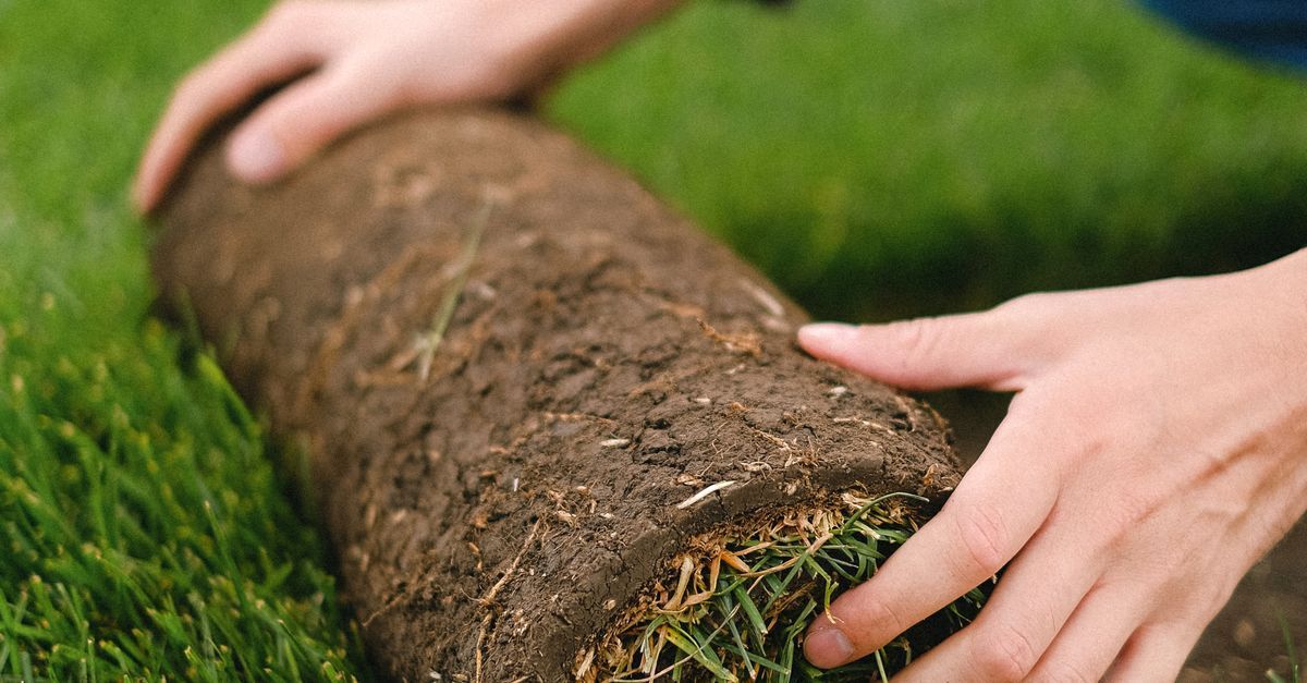 Freshly installed sod receiving early-morning irrigation during a Houston summer.