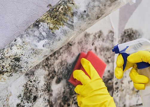 Cleaning Mold From Wall With Sponge — Bartlett, TN — EnviroUSA