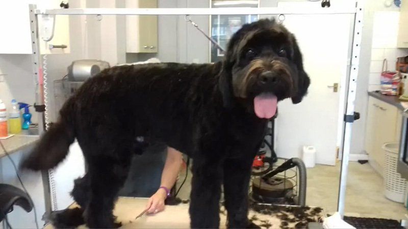 Dog grooming services sample 7