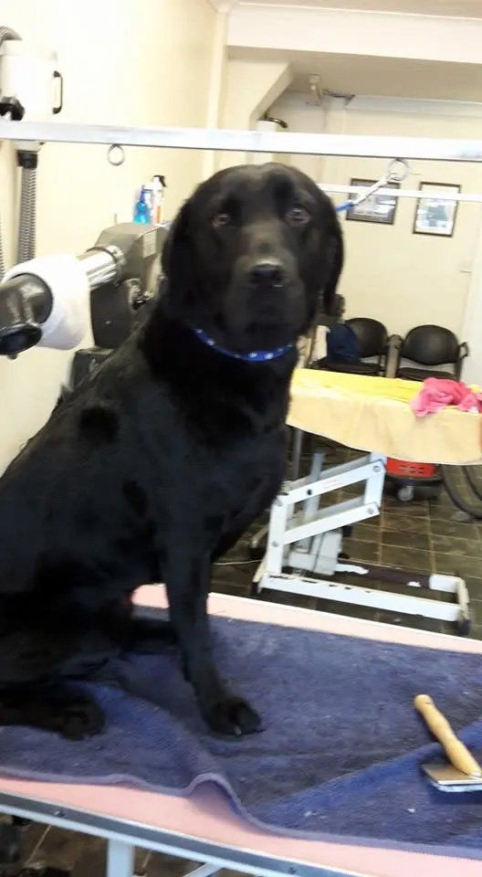 Dog grooming services sample 3