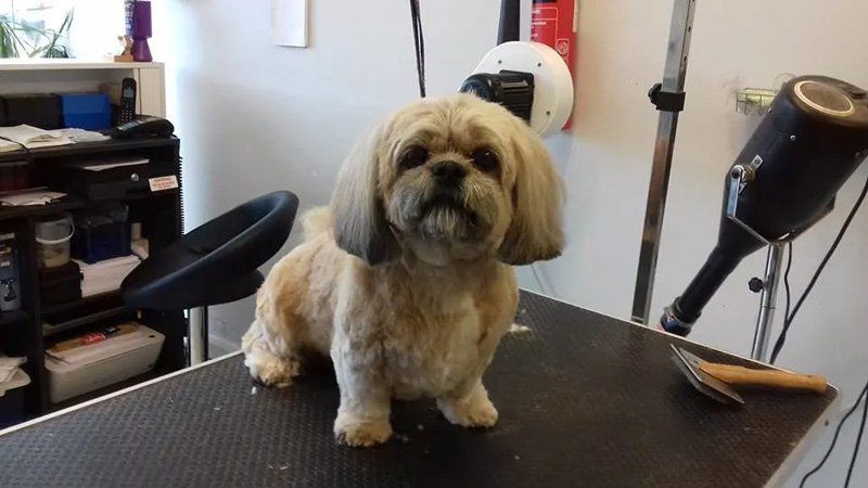 Dog grooming services sample 11