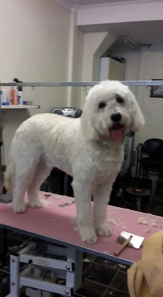 Dog grooming services sample 1