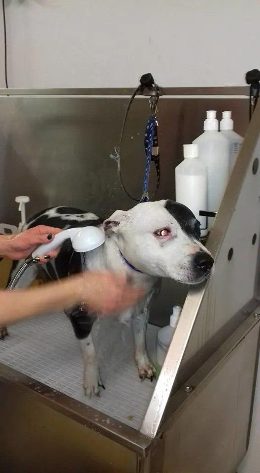 Dog grooming services sample 9