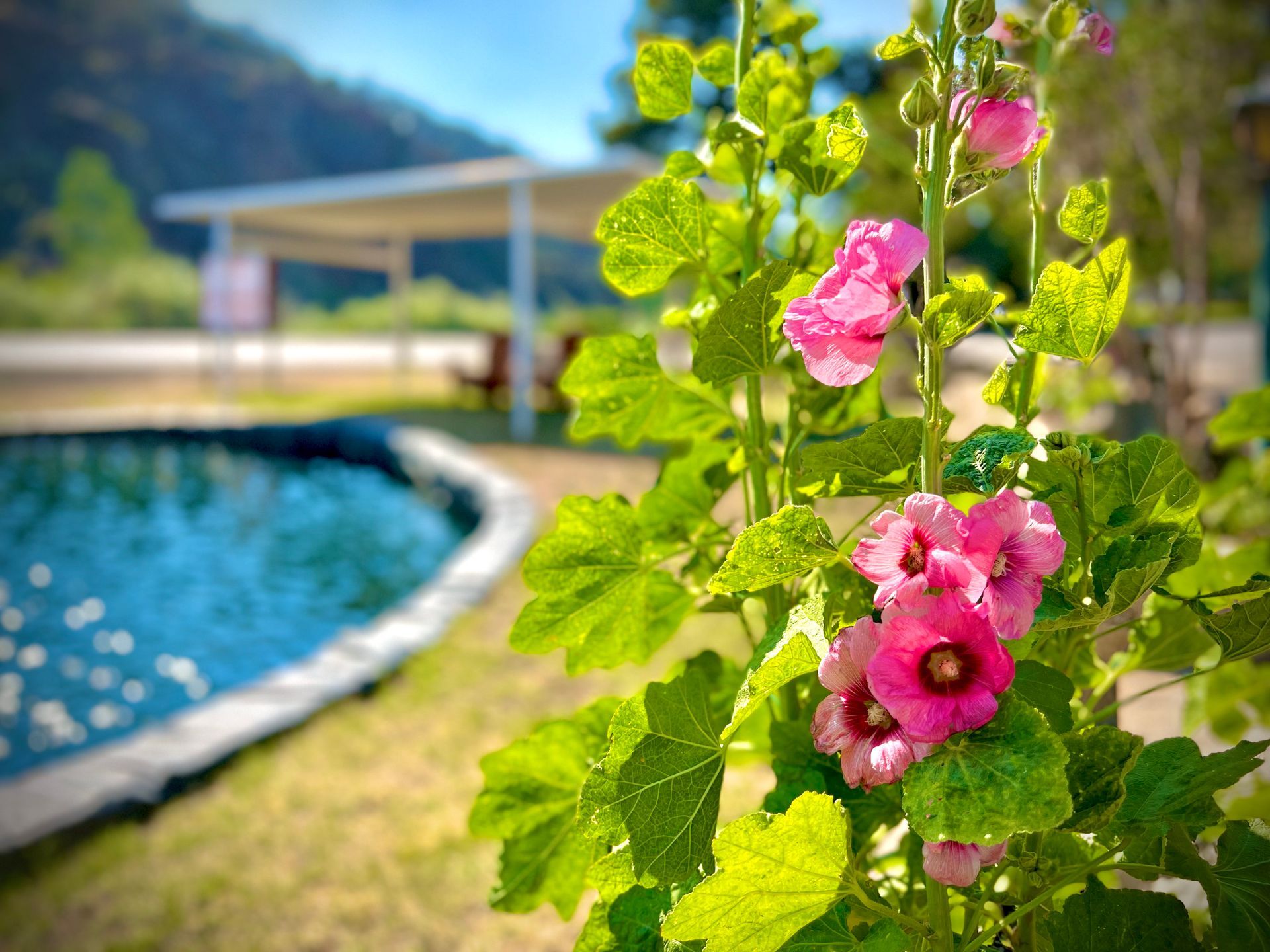 pond-and-hollyhocks