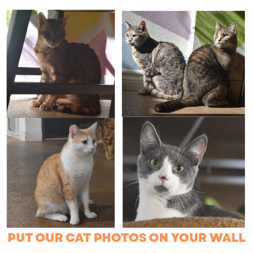 Four cat photos arranged in a square. Orange cat sitting; two cats sitting together; orange and white cat; gray and white cat's face. Text: 