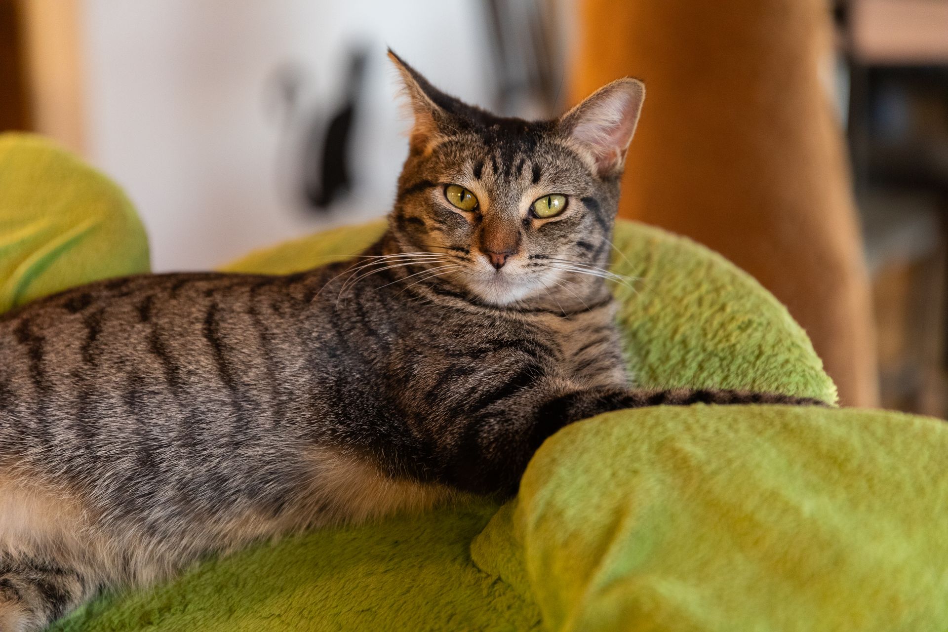 A cat is laying on a green blanket on a couch.