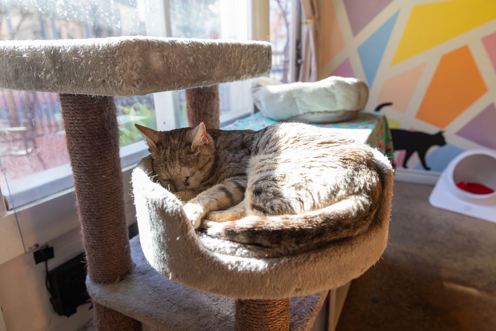 A cat is sleeping on a cat tree in front of a window.