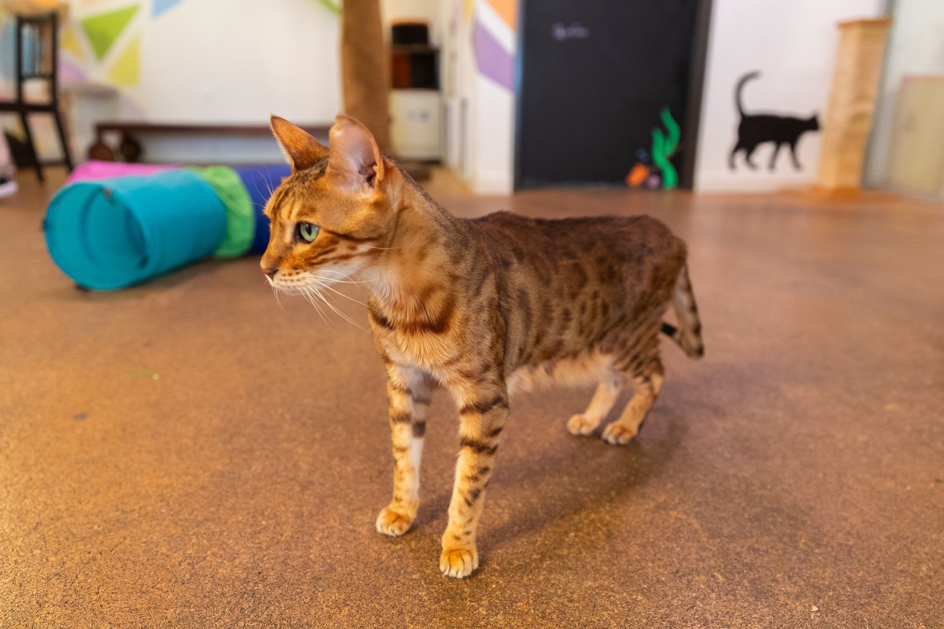 A cat is standing on a carpeted floor in a room.