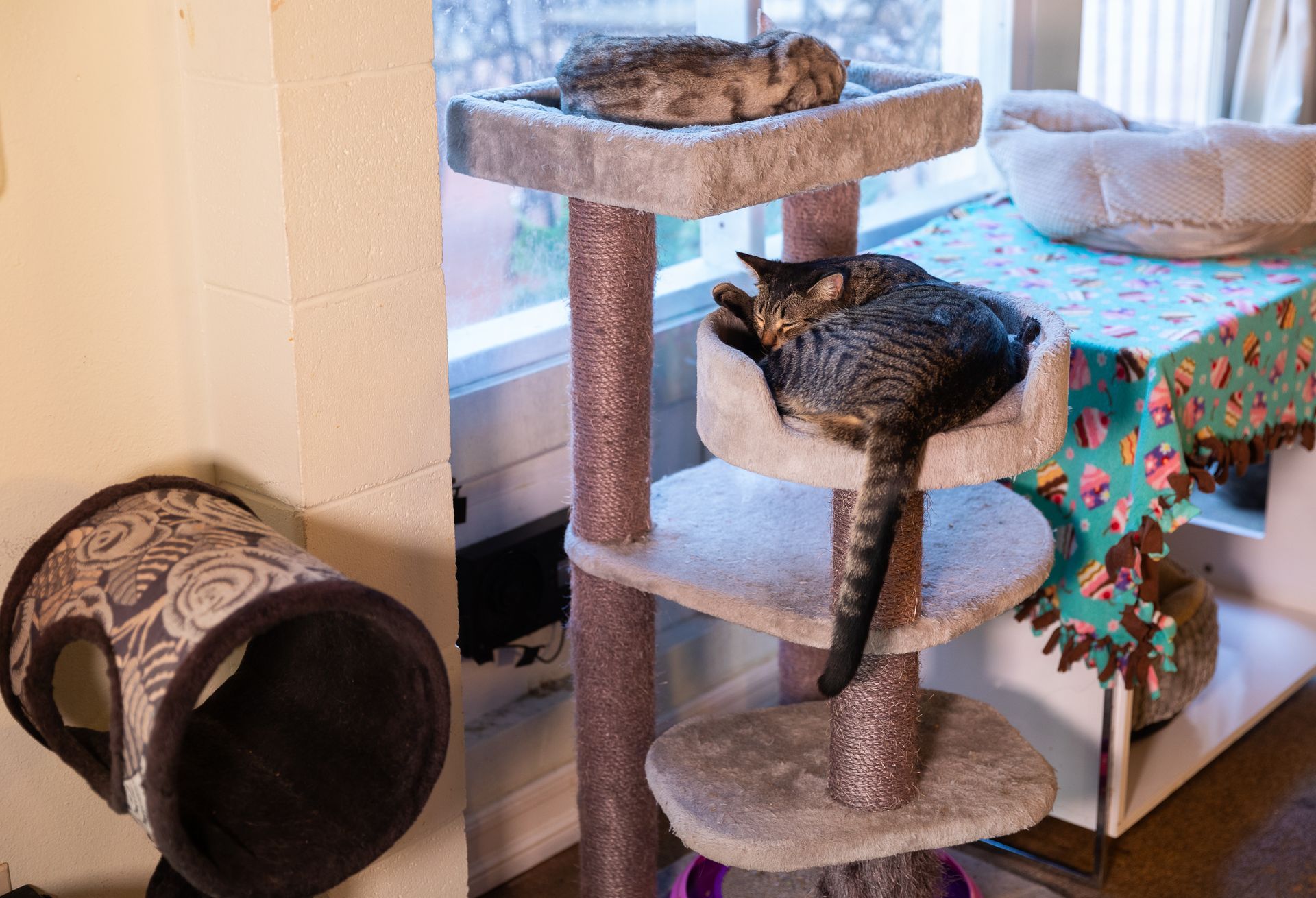 Two cats are sleeping on a cat tree in a room.